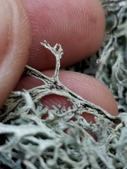 Pseudevernia consocians