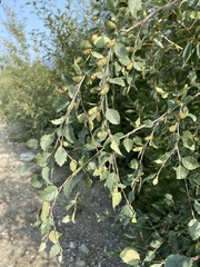 Betula fruticosa