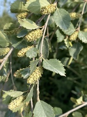 Betula fruticosa