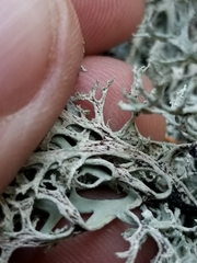 Pseudevernia consocians