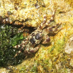 Pachygrapsus plicatus