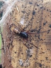 Steatoda nobilis