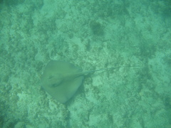 Hypanus berthalutzae