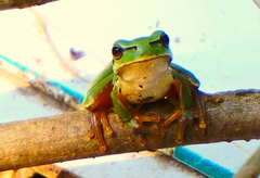 Hyla orientalis