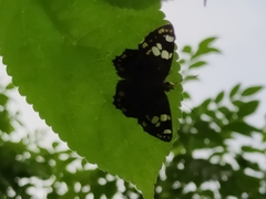Coladenia indrani