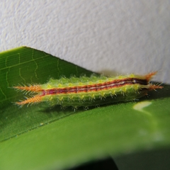 Euprosterna sapucaya