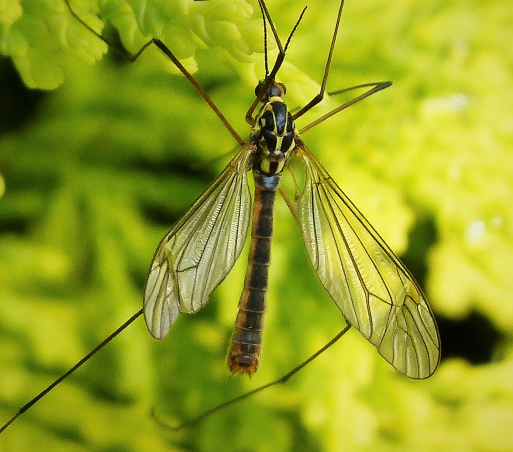 Spotted Crane Fly