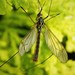 Spotted Cranefly - Photo (c) gailhampshire, some rights reserved (CC BY)
