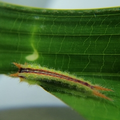 Euprosterna sapucaya