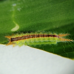 Euprosterna sapucaya