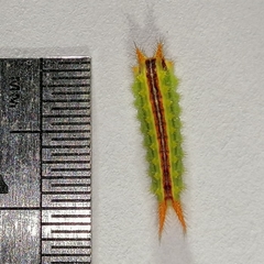 Euprosterna sapucaya