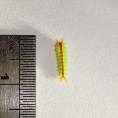 Euprosterna sapucaya