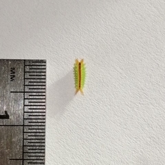 Euprosterna sapucaya