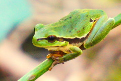 Hyla orientalis