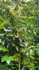 Costus woodsonii