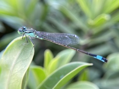 Ischnura elegans