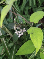 Oldenlandia mellii
