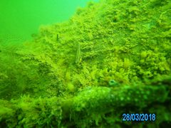 Tridentiger trigonocephalus