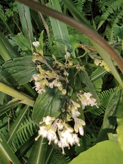 Oldenlandia mellii