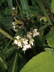 Oldenlandia mellii