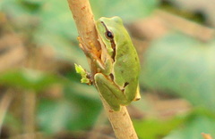 Hyla orientalis