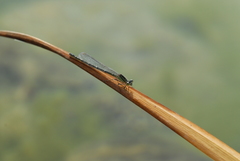 Ischnura pumilio