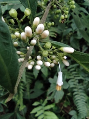 Callicarpa brevipes