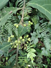 Callicarpa brevipes