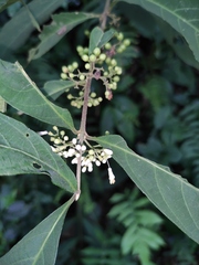 Callicarpa brevipes