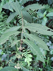 Callicarpa brevipes
