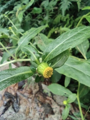 Carpesium divaricatum