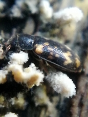 Mycetophagus atomarius