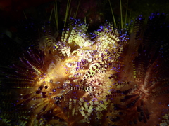 Periclimenes colemani