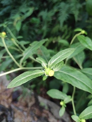 Carpesium divaricatum