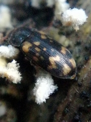 Mycetophagus atomarius