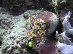 Pseudocolochirus axiologus