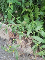 Carpesium divaricatum