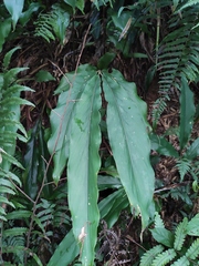 Alpinia japonica