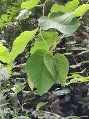 Vernicia fordii