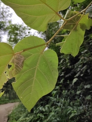 Vernicia fordii