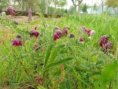 Vicia benghalensis