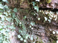 Cymbalaria muralis