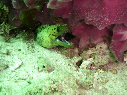 Gymnothorax fimbriatus observed 2017-06-27