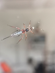 Xorides praecatorius