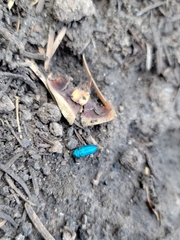 Chrysophana placida