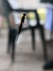 Xorides praecatorius