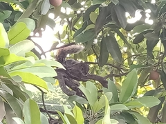 Sciurus aureogaster