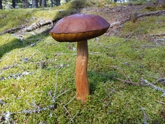 Aureoboletus projectellus