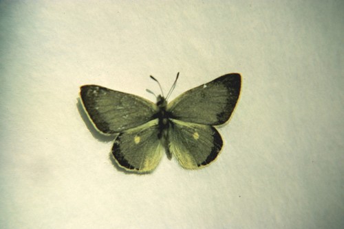 Sierra Sulphur photo 2