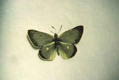 Colias behrii
